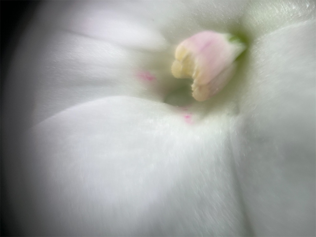 f:id:narutabi:20250803214350j:image