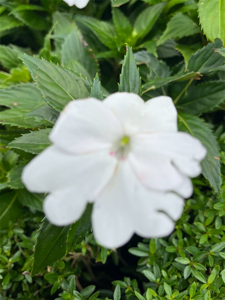 f:id:narutabi:20250803214445j:image