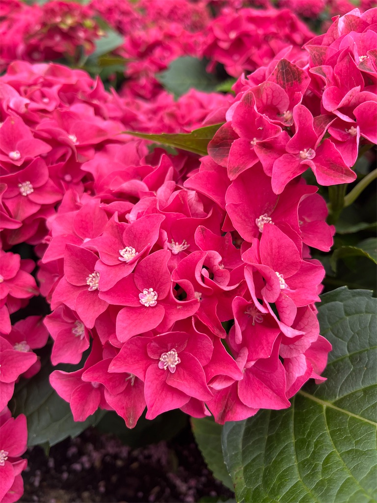 f:id:narutabi:20250803214452j:image