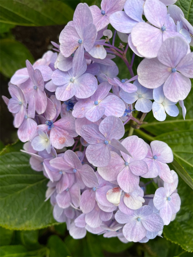 f:id:narutabi:20250803214500j:image