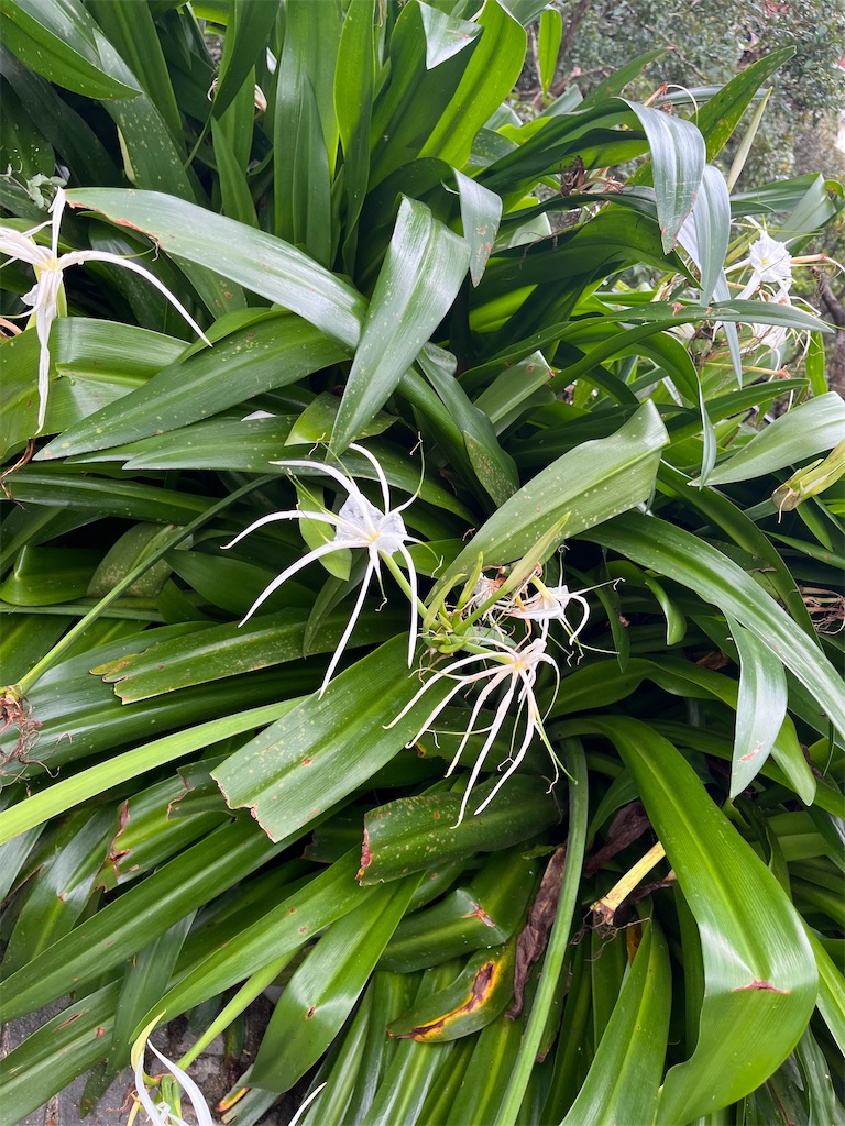 f:id:narutabi:20250803220355j:image