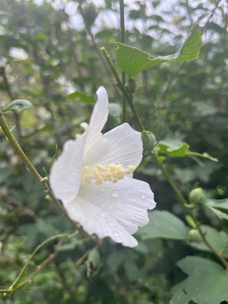 f:id:narutabi:20250815071823j:image f:id:narutabi:20250815071823j:image