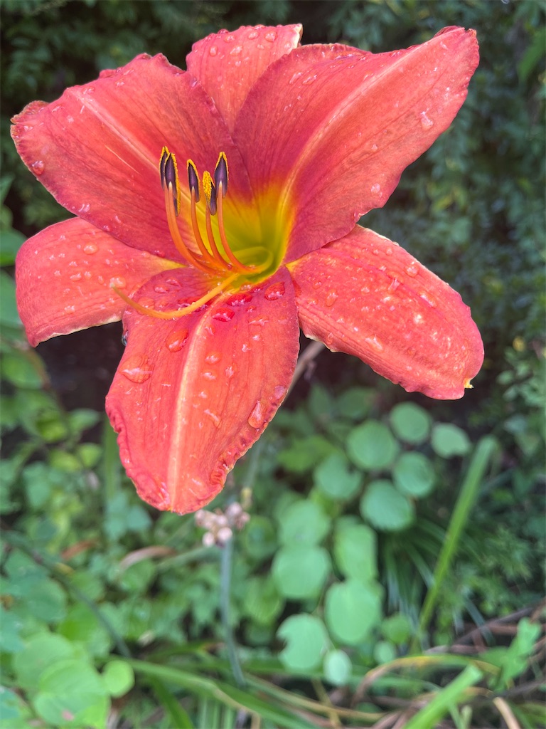 f:id:narutabi:20250815071829j:image f:id:narutabi:20250815071829j:image