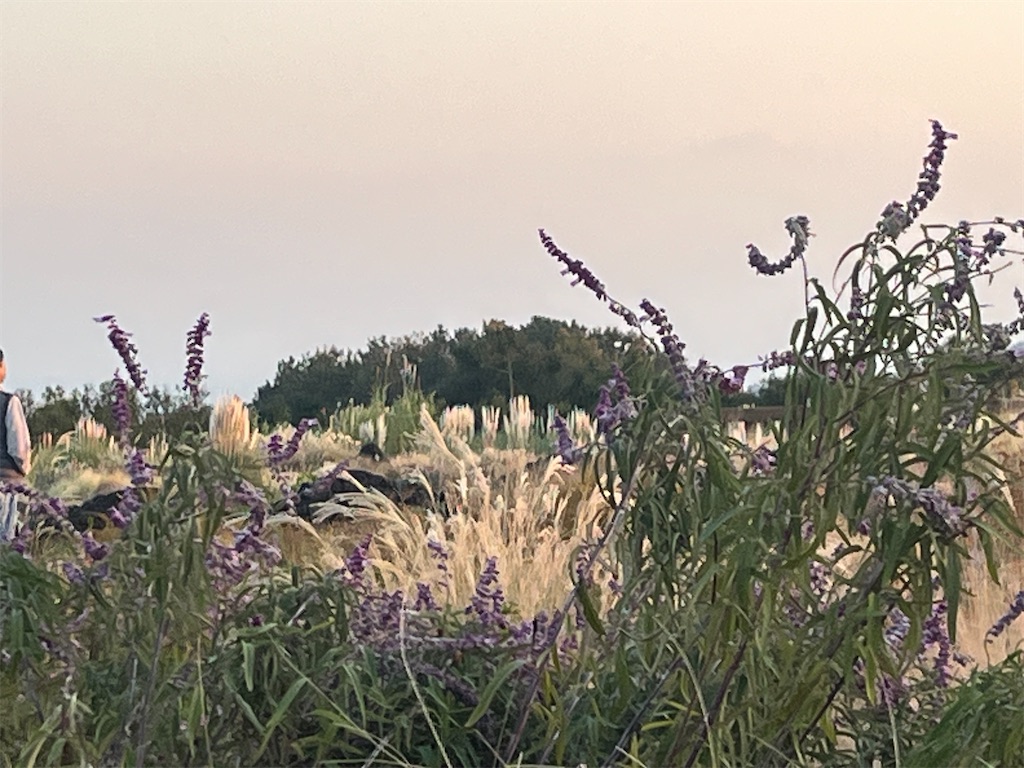 f:id:narutabi:20251125233332j:image