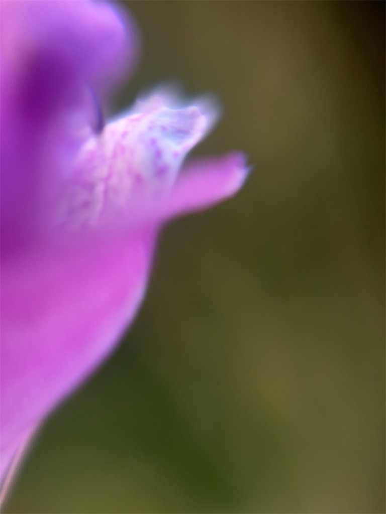 f:id:narutabi:20251125233747j:image