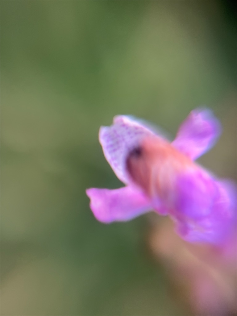 f:id:narutabi:20251125233751j:image