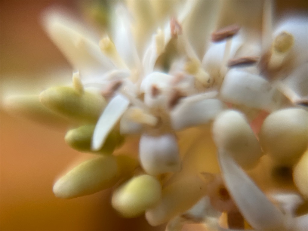 f:id:narutabi:20251125233829j:image