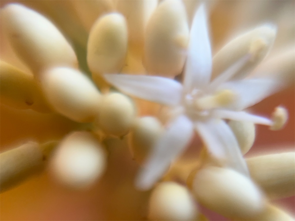 f:id:narutabi:20251125233833j:image