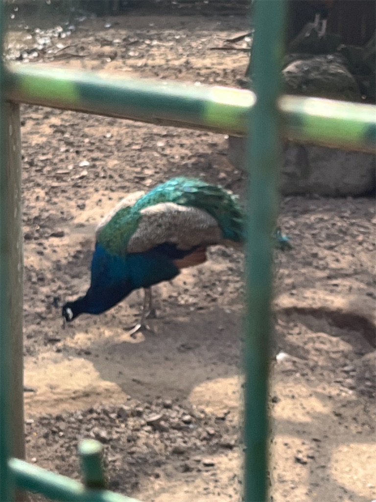 f:id:narutabi:20251128003510j:image