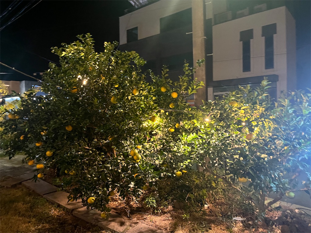 f:id:narutabi:20251130214801j:image