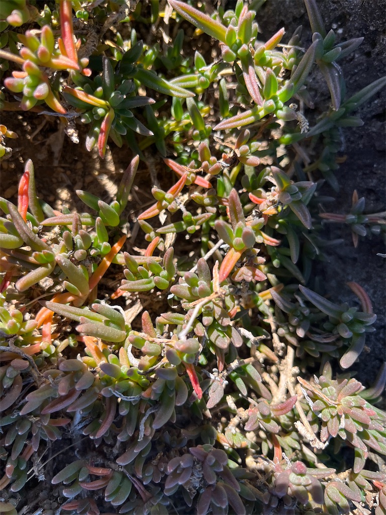 f:id:narutabi:20251202203544j:image