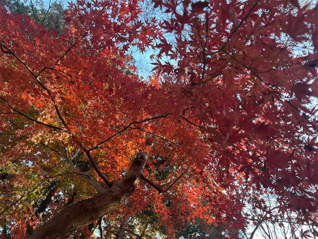f:id:narutabi:20251208071206j:image