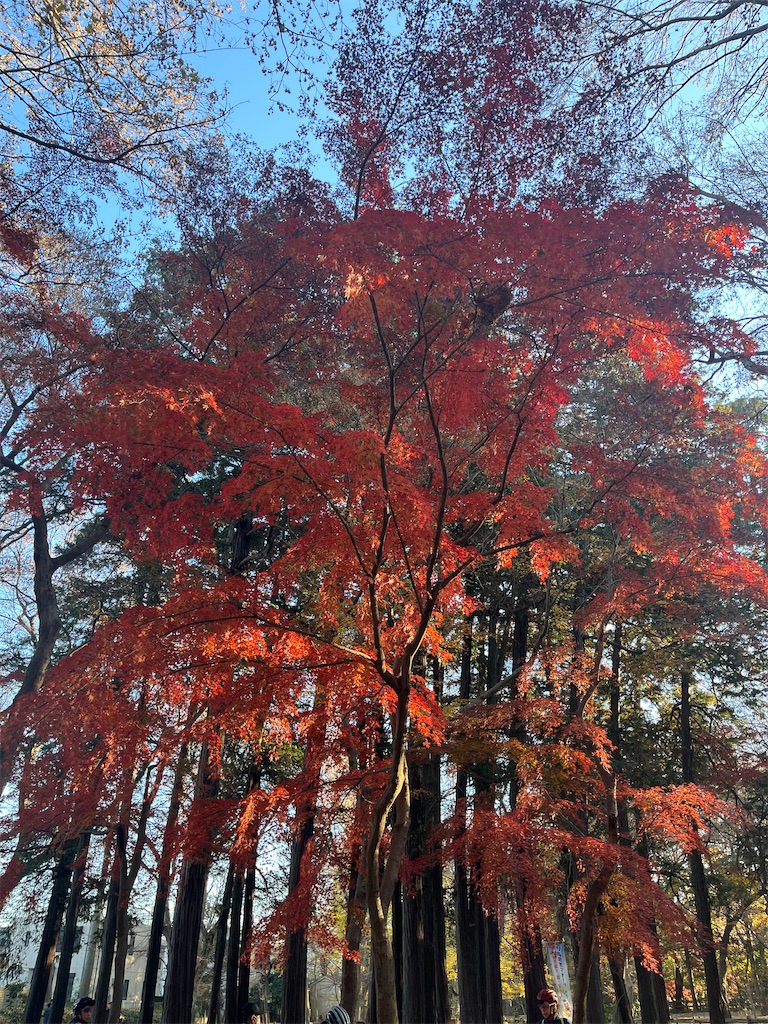 f:id:narutabi:20251208071223j:image