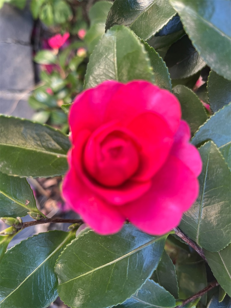 f:id:narutabi:20260113230030j:image f:id:narutabi:20260113230030j:image