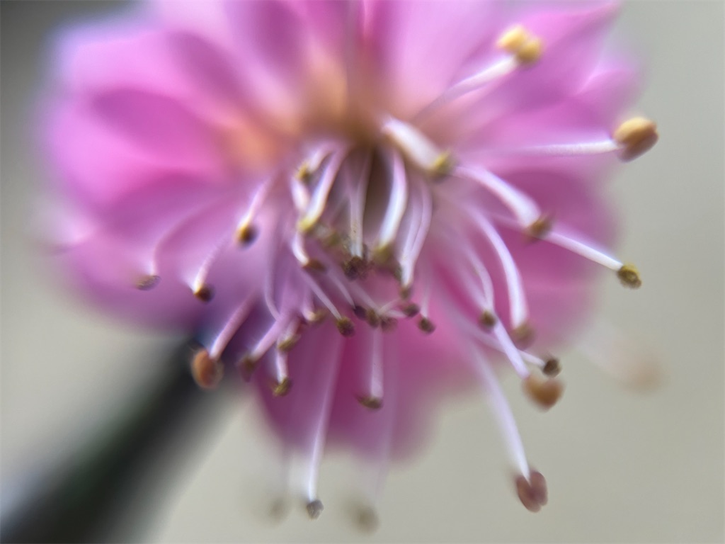 f:id:narutabi:20260225071514j:image