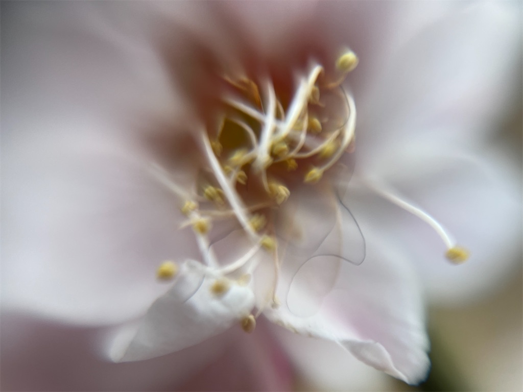 f:id:narutabi:20260225071517j:image
