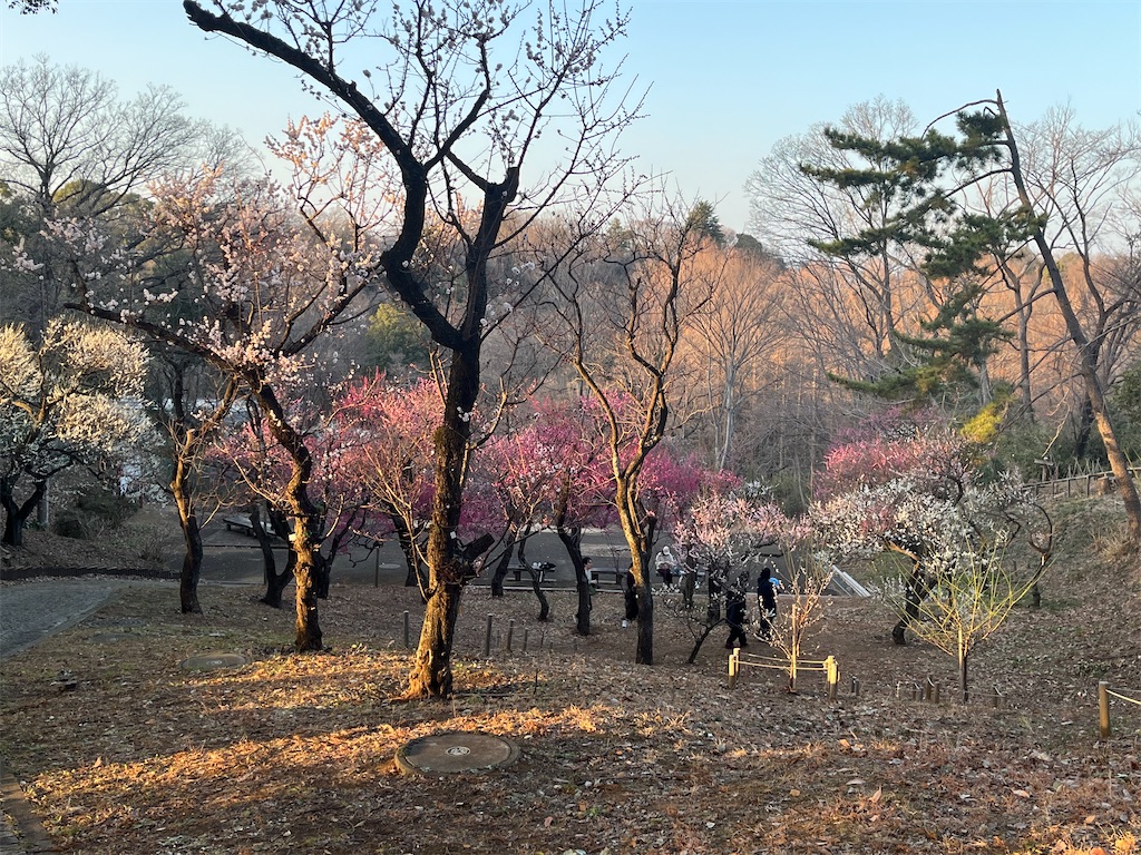 f:id:narutabi:20260225071524j:image