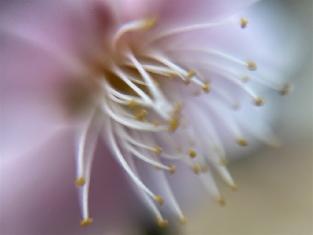 f:id:narutabi:20260225071527j:image