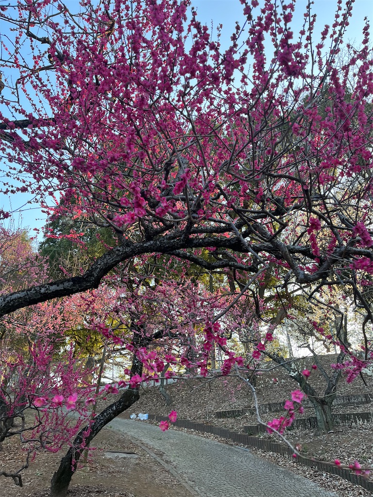 f:id:narutabi:20260225071530j:image
