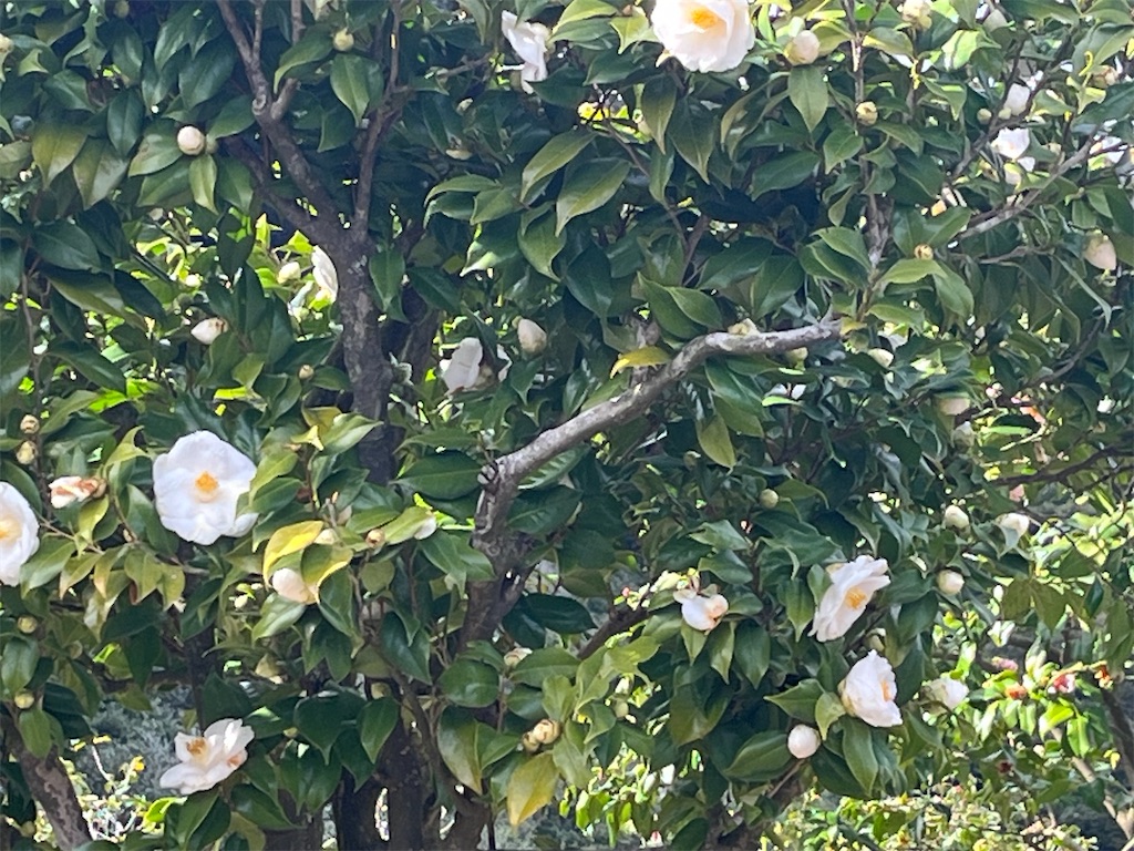 f:id:narutabi:20260310232315j:image