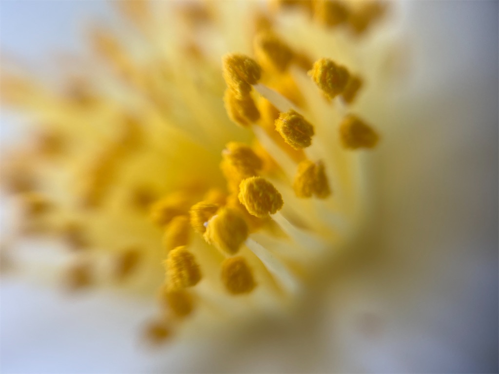 f:id:narutabi:20260310232322j:image