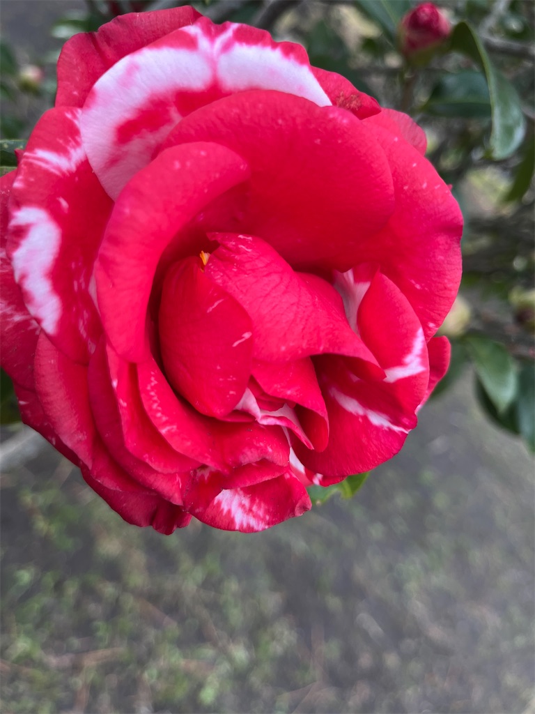 f:id:narutabi:20260310232612j:image