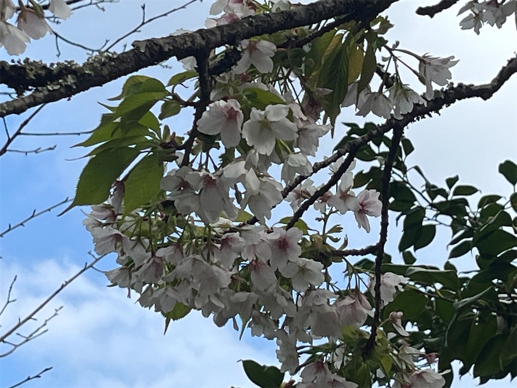 f:id:narutabi:20260310232615j:image