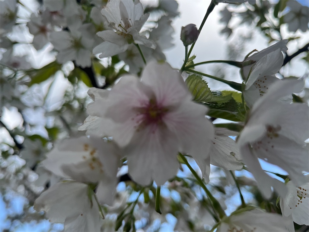 f:id:narutabi:20260310232628j:image