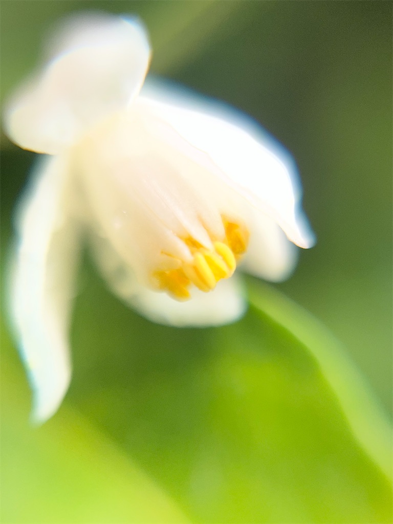 f:id:narutabi:20260317223950j:image