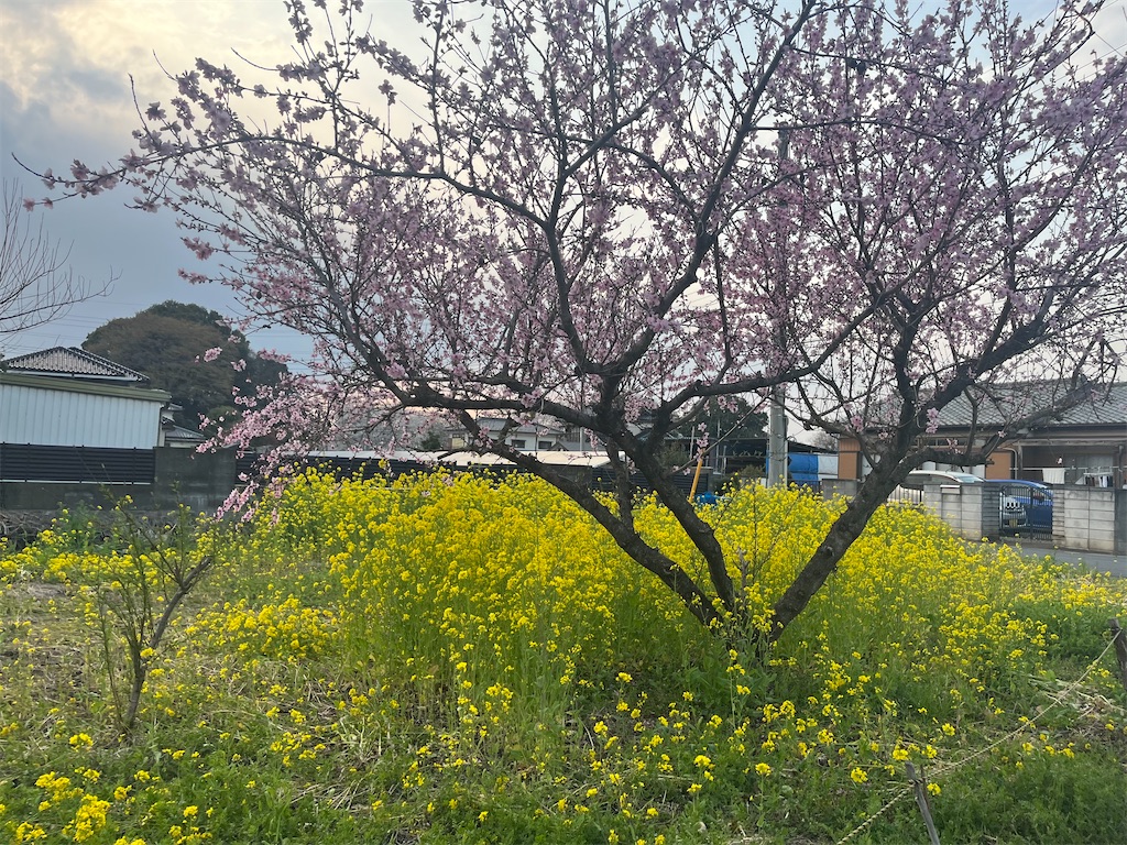 f:id:narutabi:20260331114136j:image