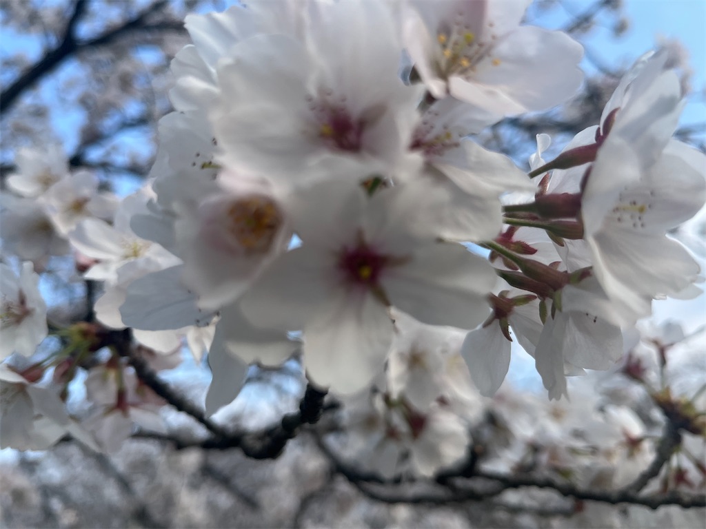f:id:narutabi:20260331114139j:image