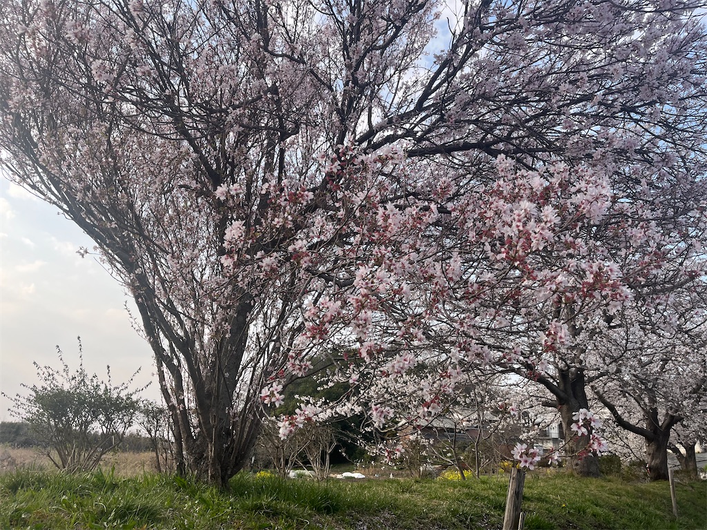 f:id:narutabi:20260331114141j:image