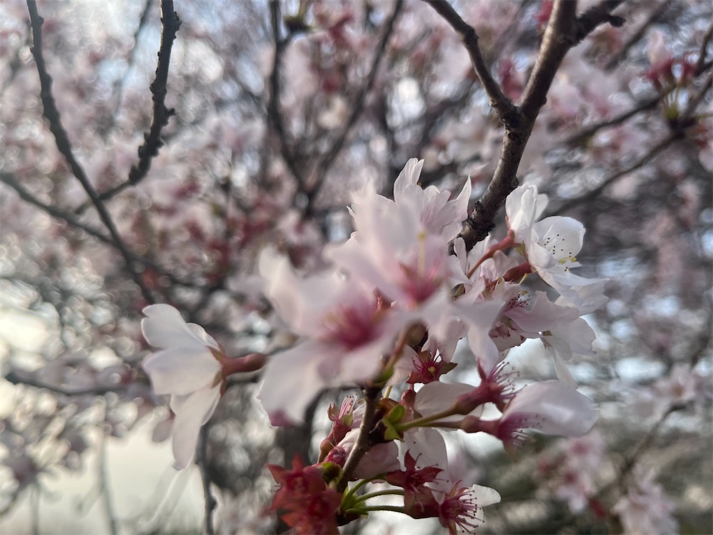 f:id:narutabi:20260331114145j:image