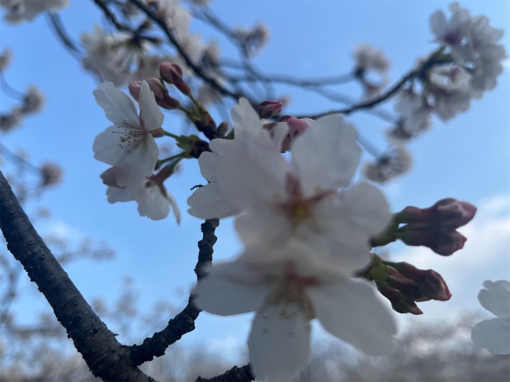 f:id:narutabi:20260331114155j:image