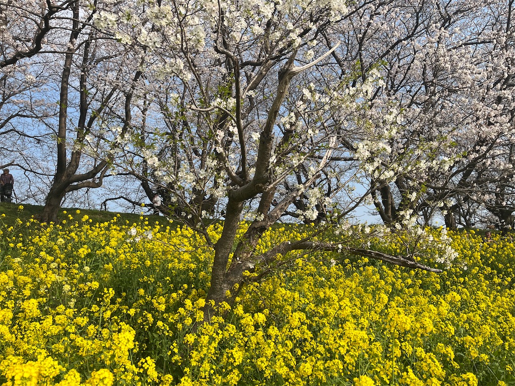 f:id:narutabi:20260331164449j:image