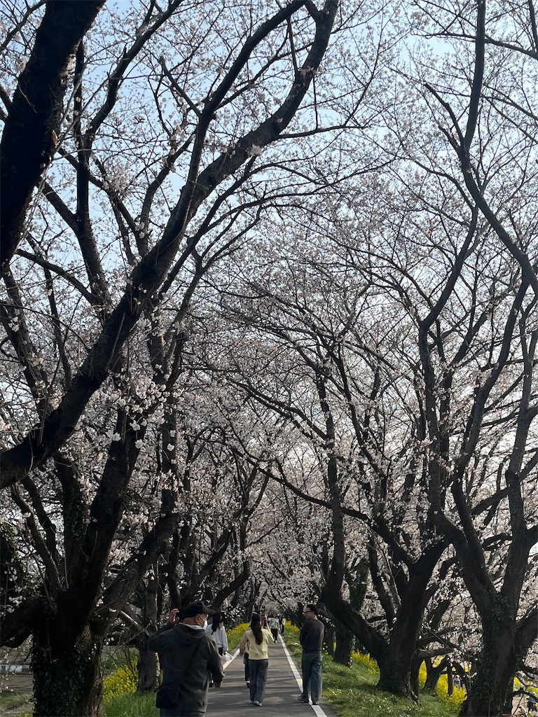 f:id:narutabi:20260331164504j:image