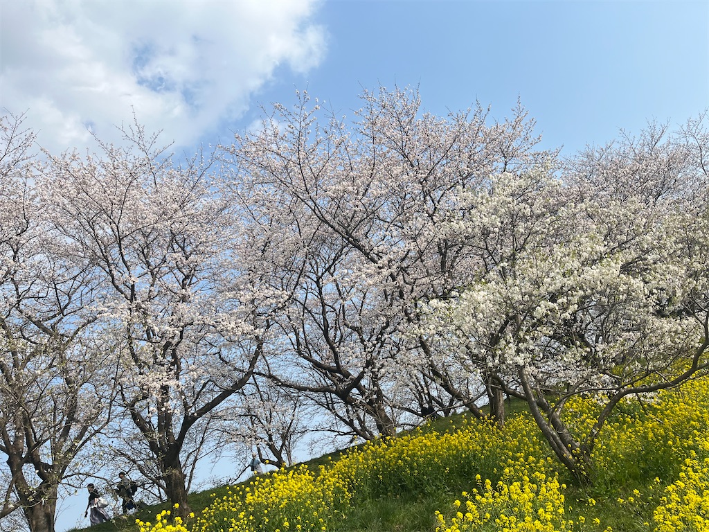 f:id:narutabi:20260331164511j:image