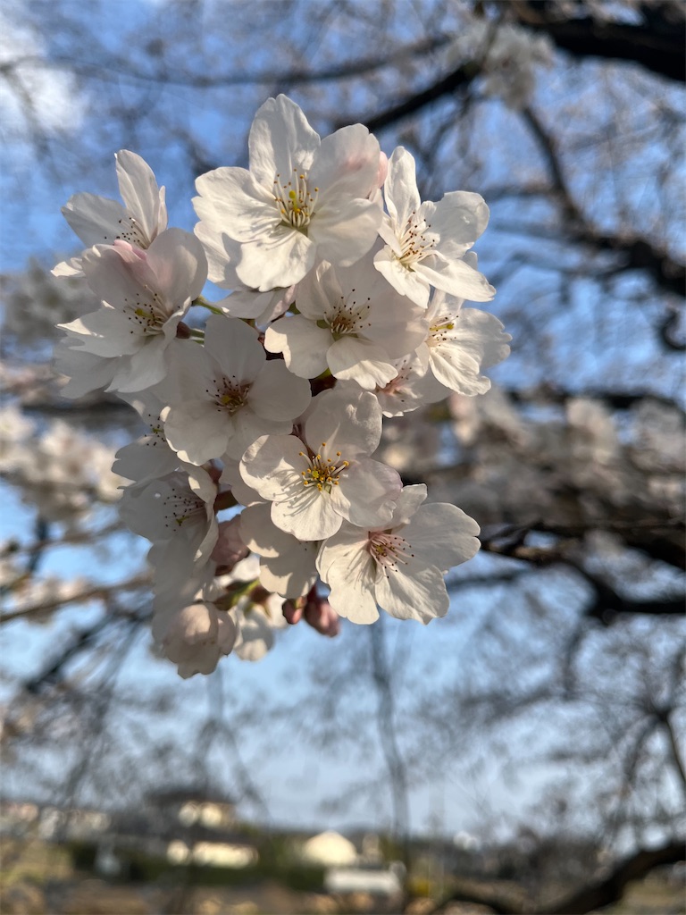 f:id:narutabi:20260331164516j:image