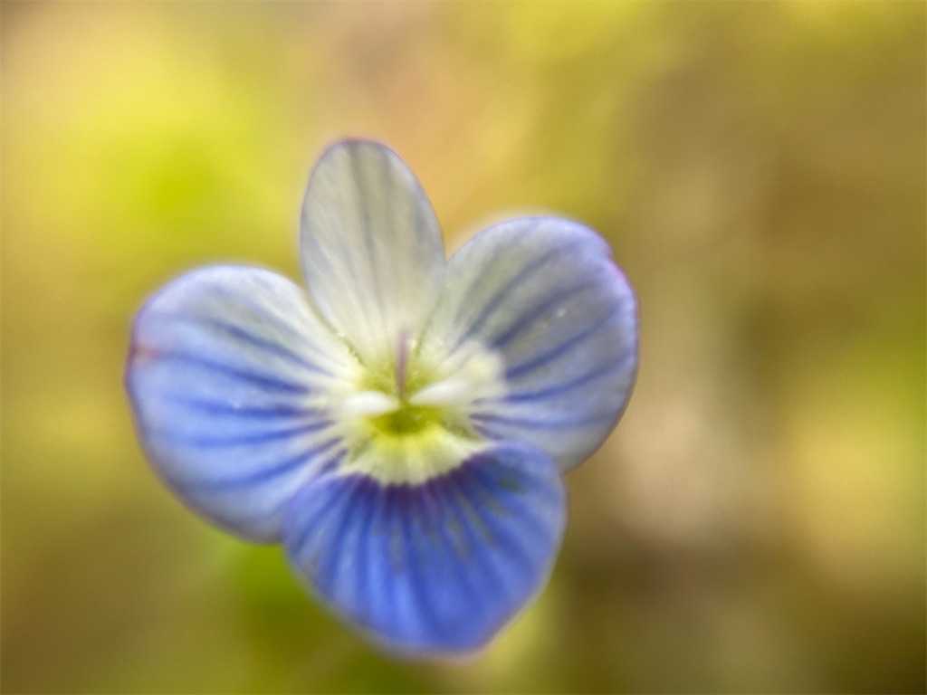 f:id:narutabi:20260401083031j:image