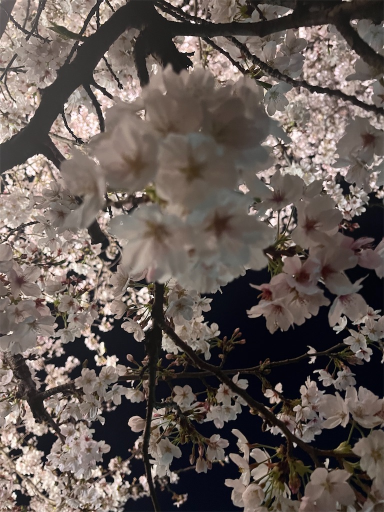 f:id:narutabi:20260405112944j:image