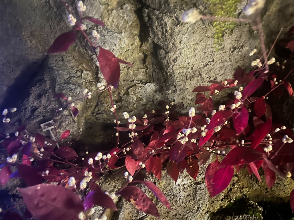 f:id:narutabi:20260415134017j:image