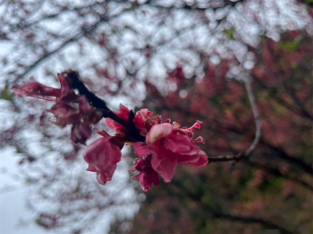 f:id:narutabi:20260503113932j:image
