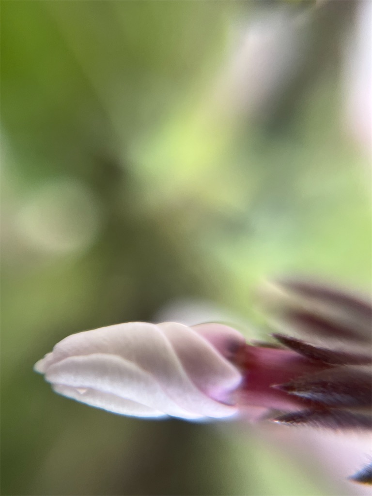f:id:narutabi:20260503114709j:image