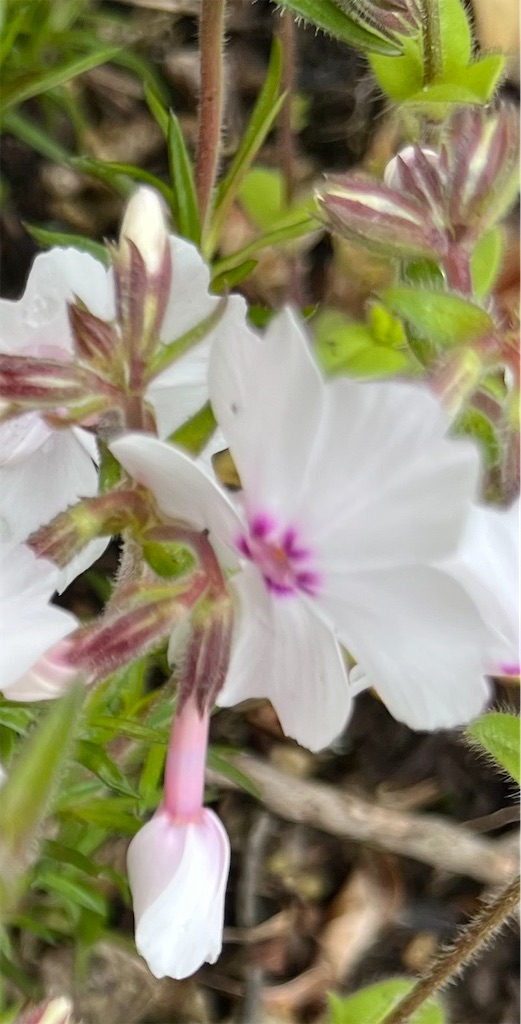 f:id:narutabi:20260503114712j:image