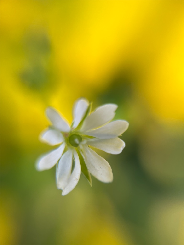 f:id:narutabi:20260503114802j:image