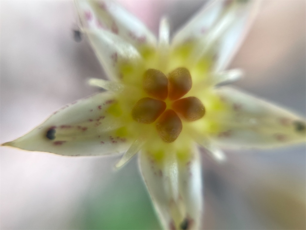 f:id:narutabi:20260514225256j:image f:id:narutabi:20260514225256j:image