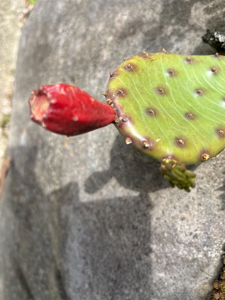 f:id:narutabi:20260514225342j:image f:id:narutabi:20260514225342j:image