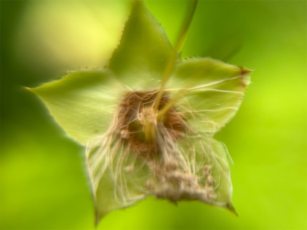 f:id:narutabi:20260514225405j:image f:id:narutabi:20260514225405j:image