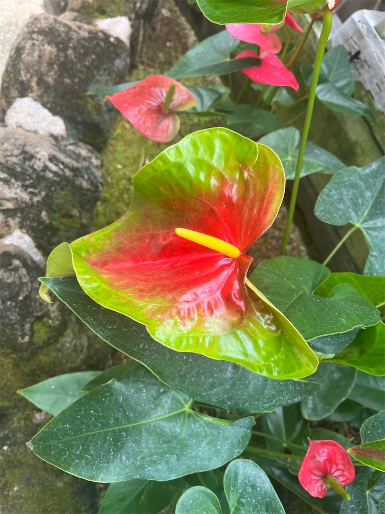 f:id:narutabi:20260526215710j:image