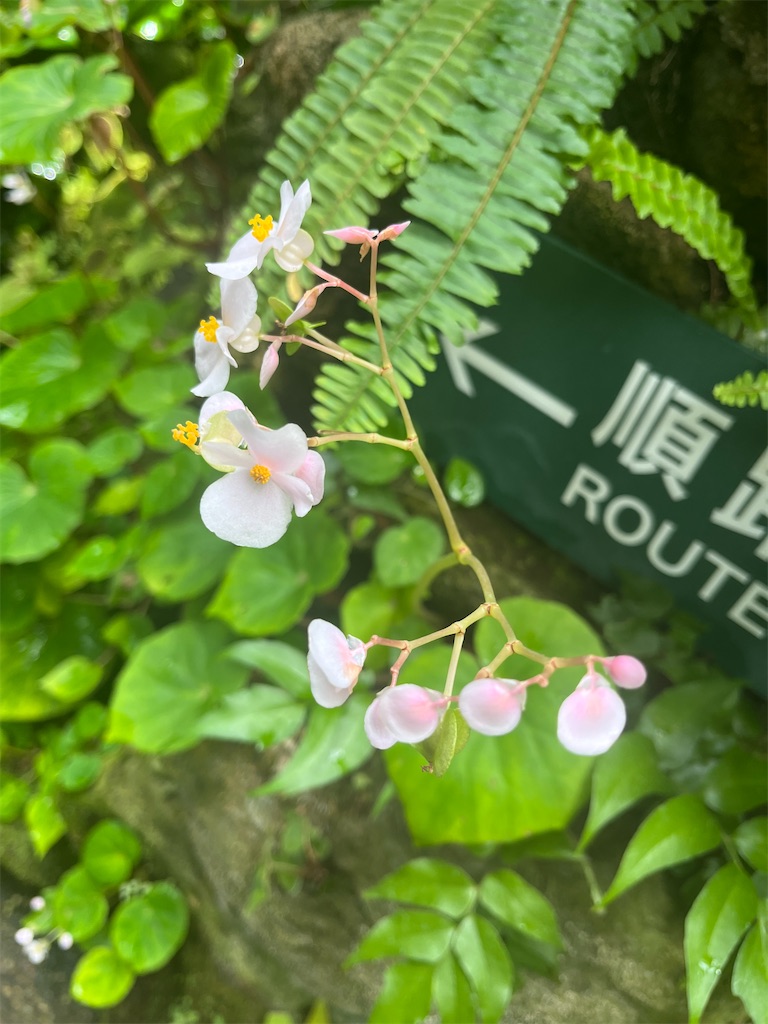 f:id:narutabi:20260526215718j:image